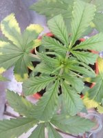 20190830_062247.jpg
