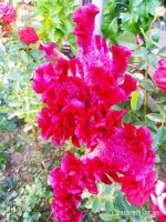 IMG-20190901-WA0032.jpg
