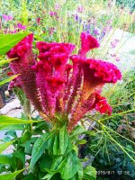 IMG-20190901-WA0030.jpg