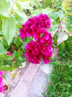 IMG-20190901-WA0029.jpg