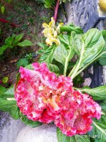 IMG-20190901-WA0027.jpg