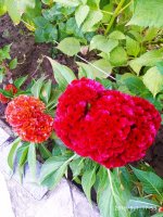 IMG-20190901-WA0026.jpg