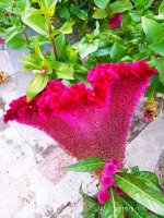 IMG-20190901-WA0025.jpg