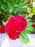 IMG-20190901-WA0024.jpg