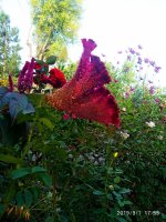 IMG-20190901-WA0021.jpg