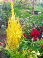 IMG-20190901-WA0019.jpg
