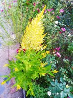 IMG-20190901-WA0018.jpg