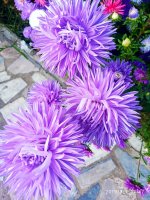 IMG-20190901-WA0016.jpg