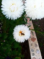 IMG-20190901-WA0015.jpg