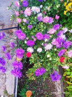 IMG-20190901-WA0003.jpg
