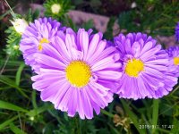 IMG-20190901-WA0000.jpg