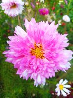 IMG-20190901-WA0066.jpg