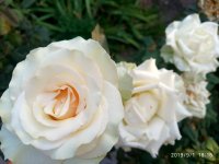 IMG-20190901-WA0064.jpg