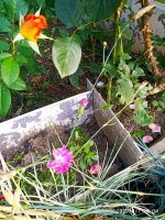 IMG-20190901-WA0053.jpg