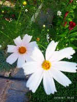 IMG-20190901-WA0051.jpg