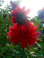 IMG-20190901-WA0049.jpg