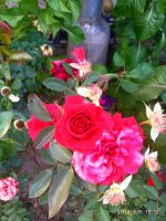 IMG-20190901-WA0048.jpg