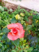 IMG-20190901-WA0042.jpg