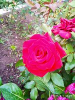 IMG-20190901-WA0036.jpg