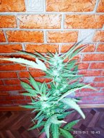 IMG-20190901-WA0069.jpg