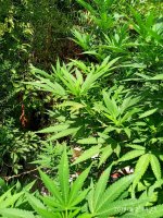 IMG-20190902-WA0028.jpg