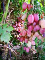 IMG-20190902-WA0043.jpg