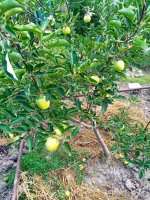 IMG-20190902-WA0039.jpg