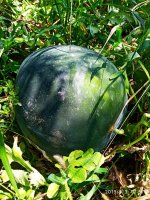 IMG-20190903-WA0004.jpg