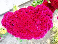 IMG-20190903-WA0011.jpg