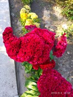 IMG-20190903-WA0010.jpg