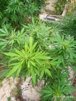 IMG-20190904-WA0016.jpg