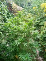 IMG-20190904-WA0014.jpg