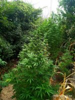 IMG-20190904-WA0010.jpg