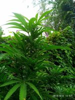 IMG-20190904-WA0008.jpg