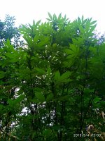 IMG-20190904-WA0006.jpg