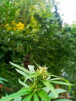 IMG-20190904-WA0002.jpg