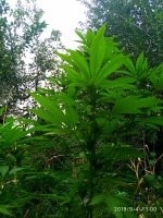 IMG-20190904-WA0001.jpg