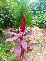 IMG-20190904-WA0019.jpg