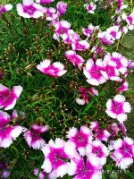 IMG-20190904-WA0042.jpg