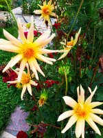 IMG-20190904-WA0040.jpg