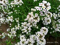 IMG-20190904-WA0036.jpg