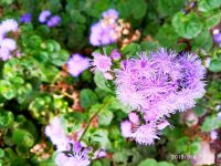 IMG-20190904-WA0033.jpg