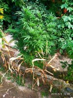 IMG-20190905-WA0002.jpg