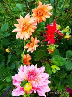 IMG-20190906-WA0033.jpg IMG-20190906-WA0033.jpg