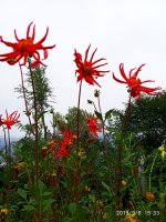 IMG-20190906-WA0031.jpg IMG-20190906-WA0031.jpg