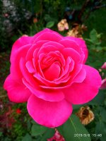 IMG-20190906-WA0024.jpg IMG-20190906-WA0024.jpg