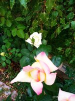 IMG-20190906-WA0022.jpg IMG-20190906-WA0022.jpg