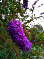 IMG-20190906-WA0021.jpg IMG-20190906-WA0021.jpg