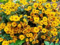 IMG-20190906-WA0016.jpg IMG-20190906-WA0016.jpg