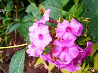 IMG-20190906-WA0017.jpg IMG-20190906-WA0017.jpg